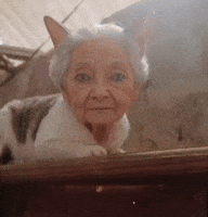 Cat Grandma GIF
