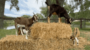 CatskillAnimalSanctuary hug animal vegan turkey GIF