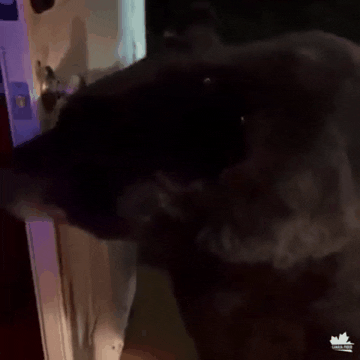 jessehawley giphygifmaker giphygifmakermobile bear exit GIF