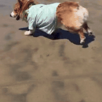 Corgi GIF