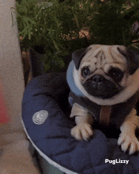 Excited Lets Go GIF