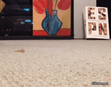 cat home GIF
