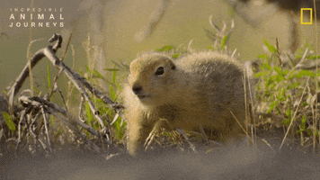 National Geographic GIF by Nat Geo Wild