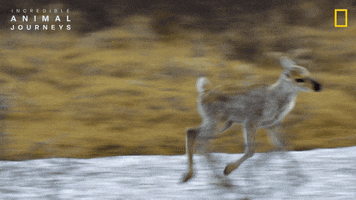 National Geographic GIF by Nat Geo Wild