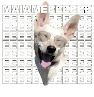 Adoptanocompres Camperito Sticker by El Campito Refugio