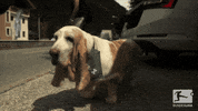 dog football GIF by Bundesliga