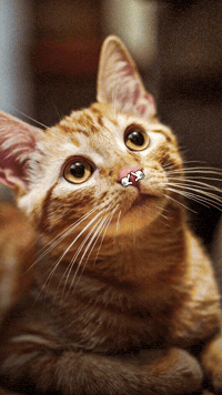 Orange Tabby GIF