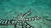 GIF by OctoNation® The Largest Octopus Fan Club!