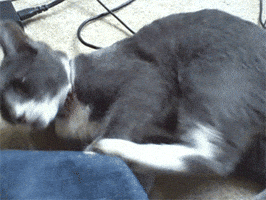 cat hitting GIF
