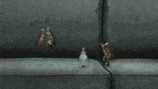 New York Animation GIF by Animals