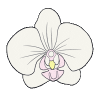 momoharamedia hawaii orchid momohara media hawaii flower Sticker