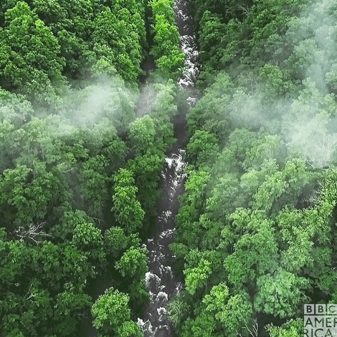 North America Forest GIF by BBC America