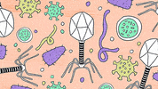 Illustration Loop GIF by American Museum of Natural History