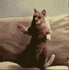 working from home GIF