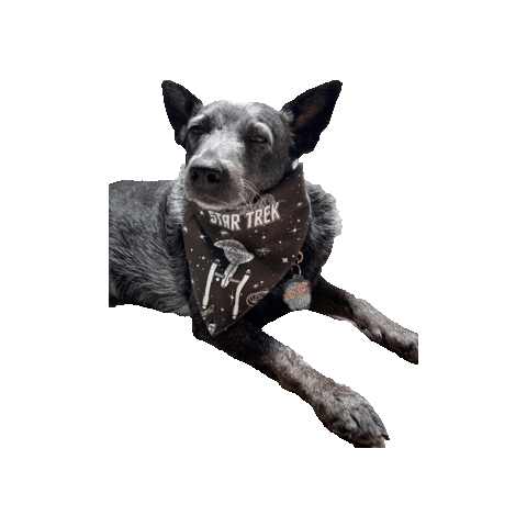Star Trek Dog Sticker by Geekster Pets