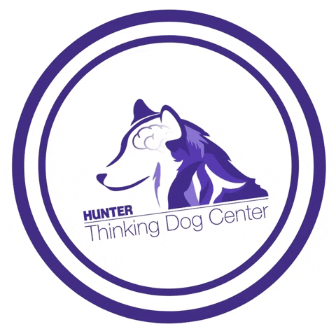 HunterTDC giphyupload tdc hunter tdc thinking dog center GIF