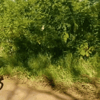 vidaadaptada  GIF