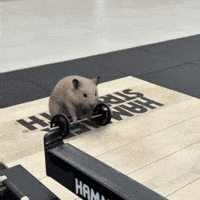 nurungi workout gym fit hamster GIF