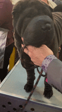 Dog Show GIF by Westminster Kennel Club