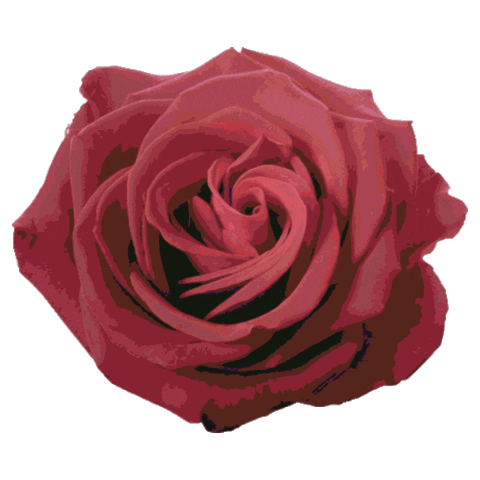 rose sg Sticker by Garett Sharp