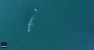 Malibu Drone Footage Captures Gray Whale and Seal 'Social Distancing'