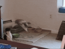 bunny im GIF