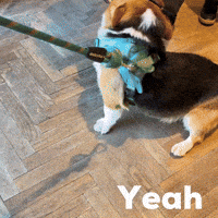 Yeah GIF