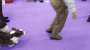 GIF by Westminster Kennel Club