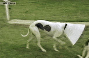 dog wearing GIF