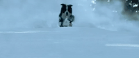 a dogs way home sony GIF by A Dog's Way HomeVerified account