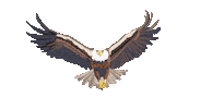 Adler Sticker by Susann Stoebe