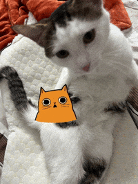 Socialfrim  GIF