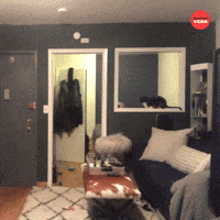 Cat reacts to owner falling