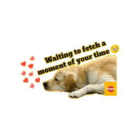 PedigreeVDay pedigree pedigreelove pedigreedog pedigreestickers Sticker