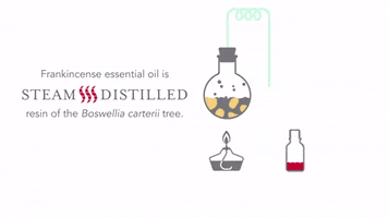 essential oils frankincense GIF by Young Living Essential Oils