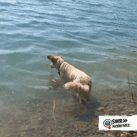 Dog Swimming GIF by SWR Kindernetz