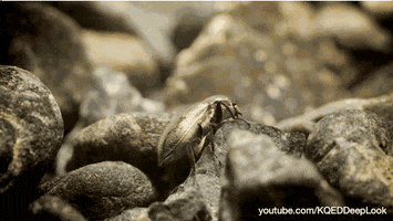 GIF by KQEDScience