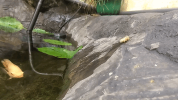 Arowana Fish Makes Impressive Jump for Food
