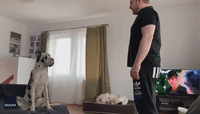Polish Dog Learns to Wave at Owner