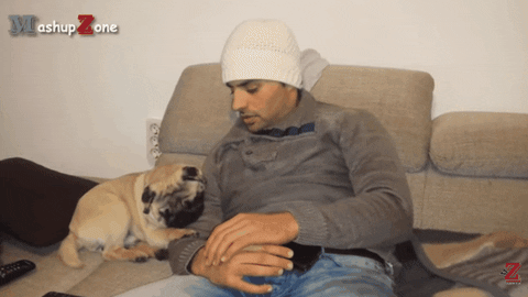 pug cuddle GIF