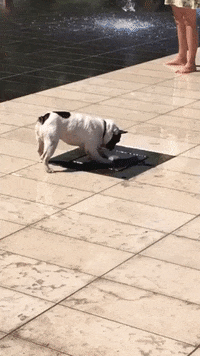 Dog Playing GIF by JustViral.Net