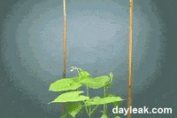 plant grow GIF