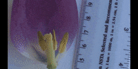 Flower Education GIF by DIIMSA Stock
