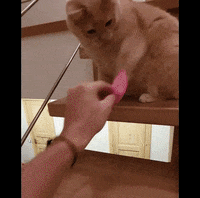 catnipy catnipy GIF