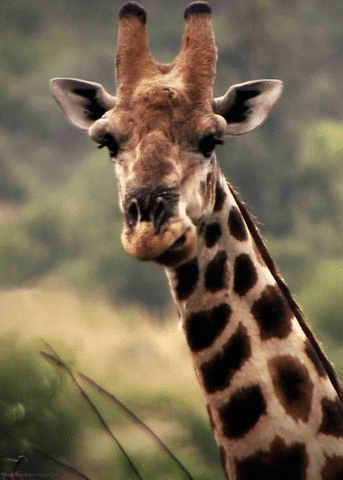 Wildlife gif. A perfect loop of a giraffe's head turned toward us, looking at us disinterestedly as it chews its food. 