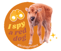 EcologyProjectInternational bison yellowstone reddog epiyellowstone Sticker