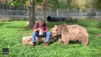 Bears Enjoy Marshmallow Treat With Wildlife Center Worker