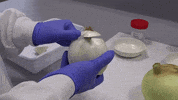 FerlabsLaboratorio analisisfisicosdecebolla GIF