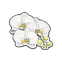 Beauty Flower Sticker by Fresa Creativa