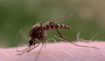 mosquito dengue GIF